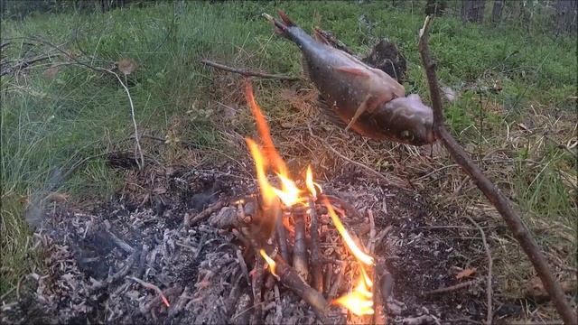 Жареный окунь на костре смотреть онлайн