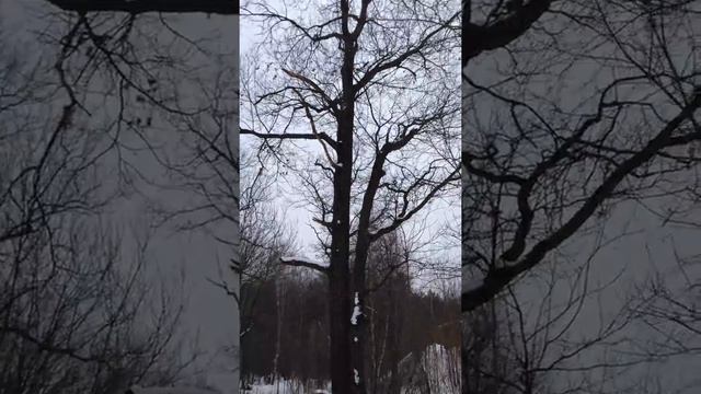 Дятел зимой фряновское шоссе смотреть онлайн