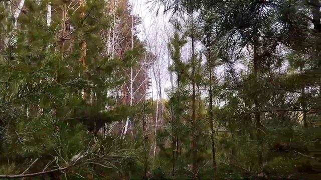 Строю хижину в лесу. building a hut in the woods смотреть онлайн