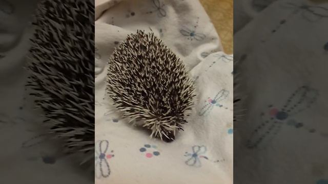 Hedgehog is nice. Ёжик милаха. смотреть онлайн