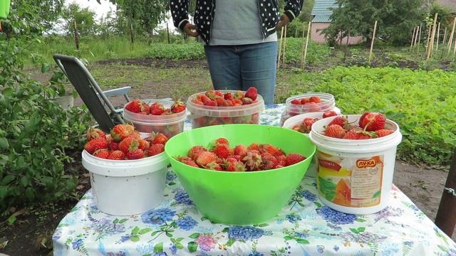 июль 21 дача, урожай виктории смотреть онлайн