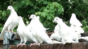 Белые птицы