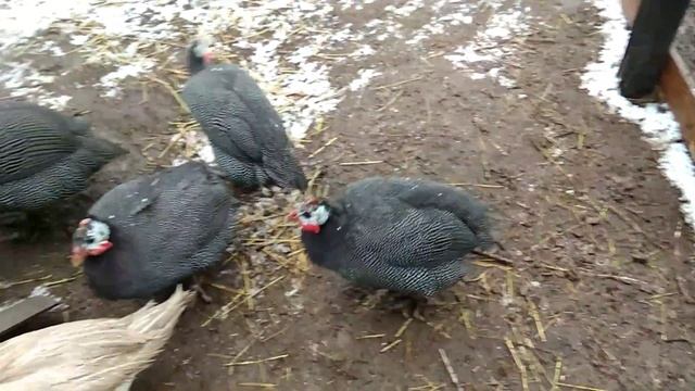 Снегопад в апреле.У доминантов всё хорошо.Бройлерные цесарки плохо себя ведут.Бройлеры в духовке смотреть онлайн