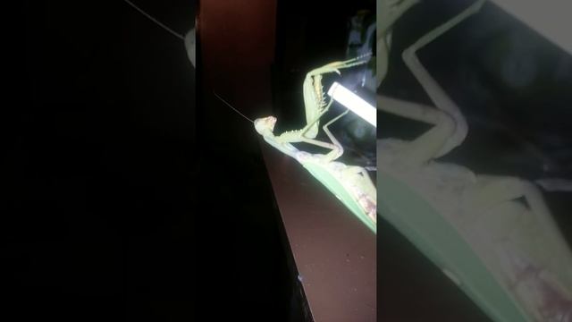 Богомол огромный смотреть онлайн