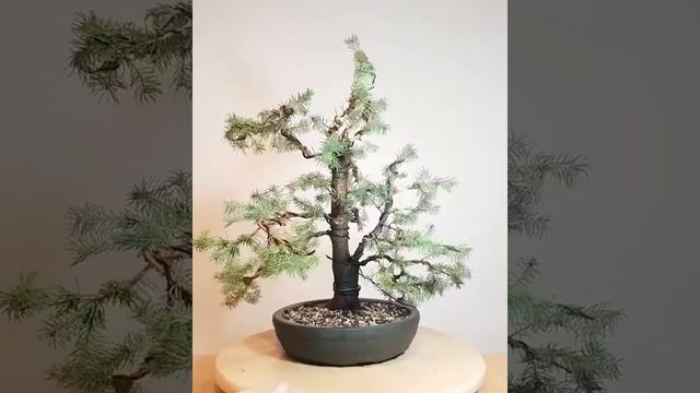 Bonsai Zwerg Zuckerhutfichte (picea glauca ´sanders blue´) смотреть онлайн