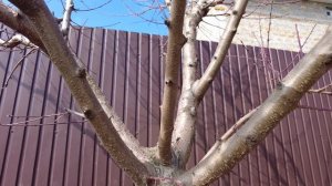 Как я вылечил камедетечение черешни, персика, абрикоса за одну весеннюю обработку