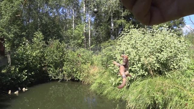 ЛОВЛЮ РЫБУ В СВОЁМ ПРУДУ | РЫБАЛКА У СЕБЯ НА ДАЧЕ смотреть онлайн