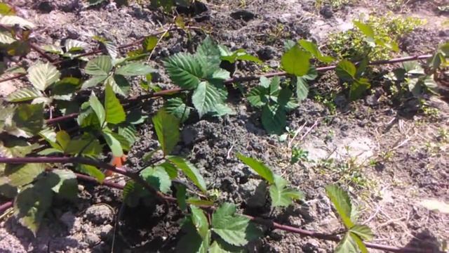 Как размножить ежевику Тройная корона смотреть онлайн