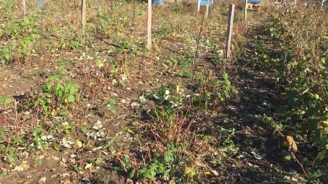 ПОДГОТОВКА РЕМОНТАНТНОЙ МАЛИНЫ К ЗИМЕ || ОБРЕЗКА РЕМОНТАНТНОЙ МАЛИНЫ НА ЗИМУ ОСЕНЬЮ смотреть онлайн