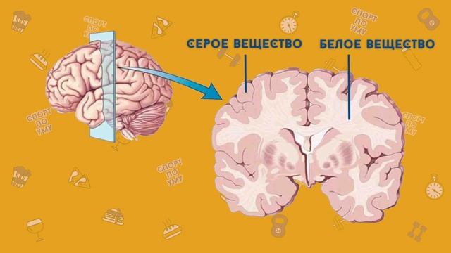 Головной мозг! Нервная система! Влияние спорта и фитнеса на работу мозга! смотреть онлайн
