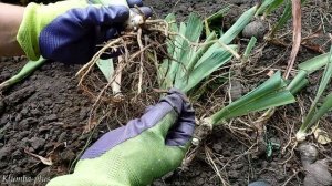 Как пересаживаю ирисы на новое место