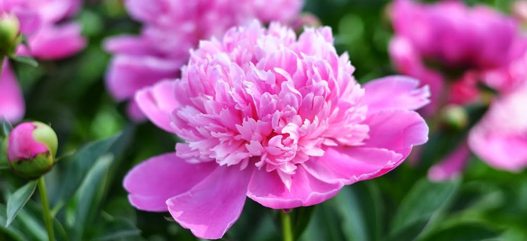 Как быстро рисовать пионы с помощью лессировки арт смотреть онлайн