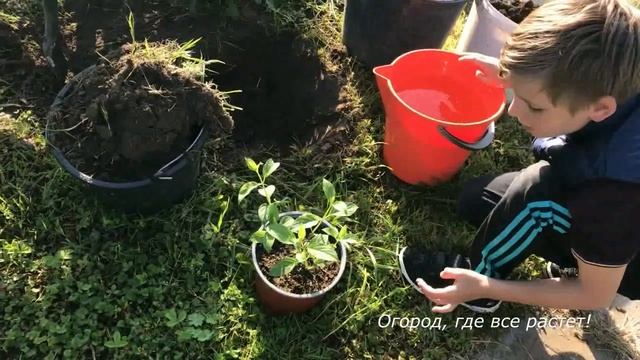 513. Гортензия. Посадка. Где и как. смотреть онлайн