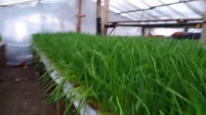 ПОСАДКА ЛУКА НА ПЕРО, ПЕРО ГОТОВО!