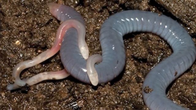 Удивительная червяга