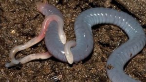 Удивительная червяга