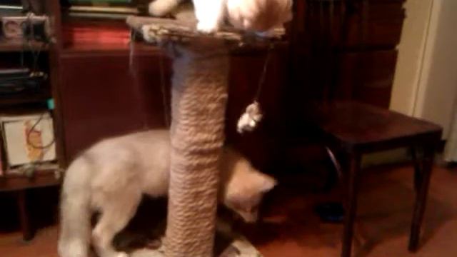 щенок хаски играет, кот отдыхает смотреть онлайн
