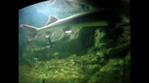 Амурская рыба Калуга