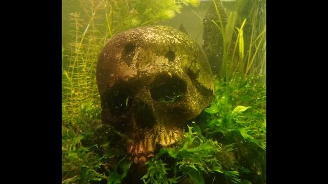 Керамический череп для аквариума от "Студии криминального дизайна" смотреть онлайн