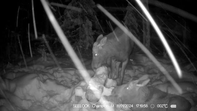 Фотоловушка SEELOCK S308W #8 / Солонец №5 Снегопад смотреть онлайн