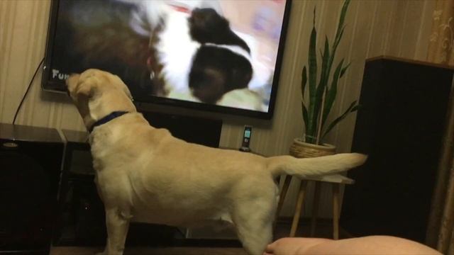 Смешной лабрадор / собака воет смотреть онлайн