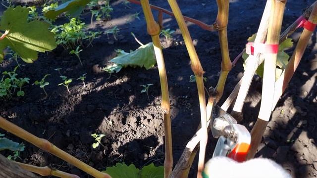 Плохо вызревает лоза винограда - помоги!!! Глубокая чеканка винограда осенью в Октябре. смотреть онлайн