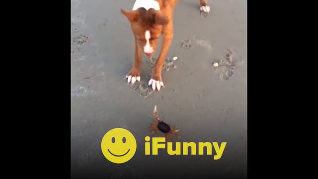 iFunny Ads 2001 смотреть онлайн