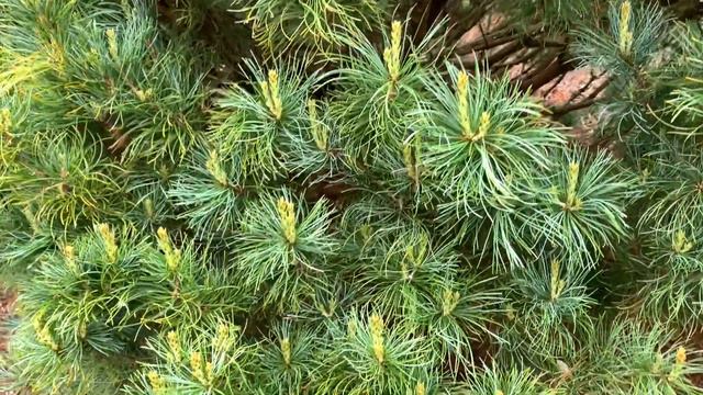 Pinus parviflora 'Bergman' Japanese White Pine. April 23, 2020 смотреть онлайн
