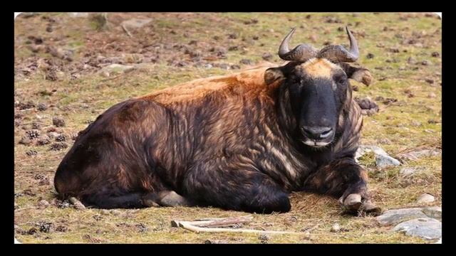 Такин животное смотреть онлайн