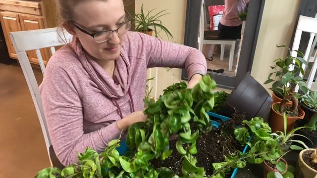 Repotting My Amazing Walmart Find! | Hoya Carnosa Compacta | Hindu Rope смотреть онлайн