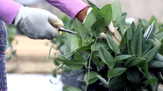 Plant Hunter Stories - Scindapsus treubii 'Moonlight' смотреть онлайн