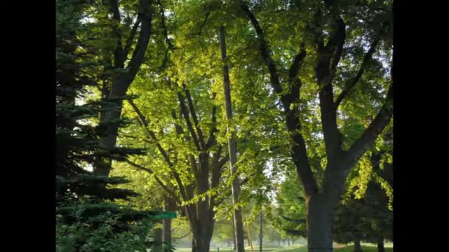 Jamtardio Boss looper Line 6 jam 0325-21 смотреть онлайн