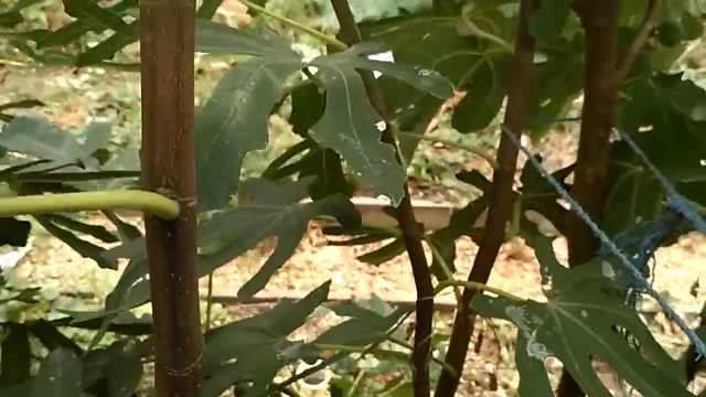 инжир в сентябре 2016 смотреть онлайн