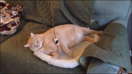 Которыбалка смотреть онлайн