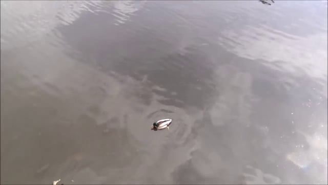 #595 Беларусь Брест Ходим бродим гуляем Магазины посещаем