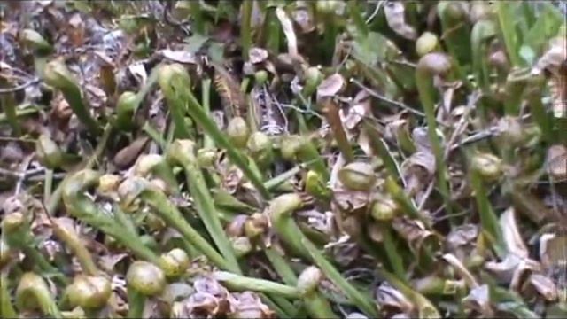 The Unusual In Oregon: Ep. 1 - Darlingtonia Wayside