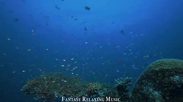 4K ULTRA HD | Life Of The Ocean 🐠 Aquarium For Relaxion With Colorful Fish And Turtle Underwater смотреть онлайн