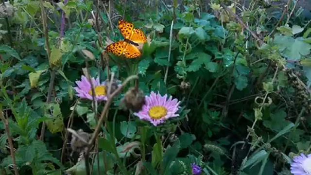 Цветы и бабочки. смотреть онлайн