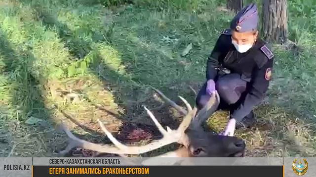 Егеря отстреливали охраняемых животных в СКО смотреть онлайн