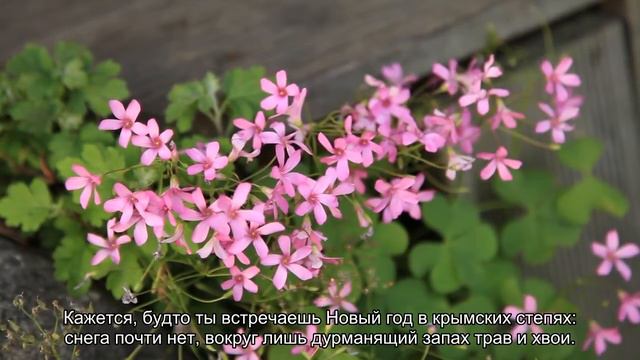 Дух Рождества: хвоя, пряности и цитрусы в парфюмерии смотреть онлайн