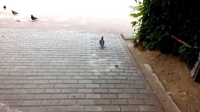 В мире животных: Голубь смотреть онлайн