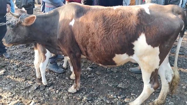 молбозори пахтаобод нархи гови ширдор 17 05 20 не пропустите новинка арзон смотреть онлайн
