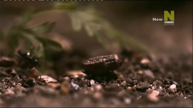 Мир Насекомых и Пауков 1 серия 2014 (480p) смотреть онлайн