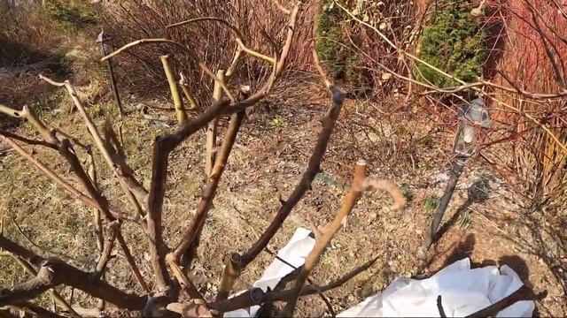 Шок для роз 2021! Произойдет ли чудо?! Штамбовые розы и морозы. УКРЫТИЕ смотреть онлайн