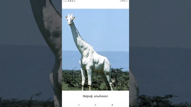 БЕЛЫЙ  жираф