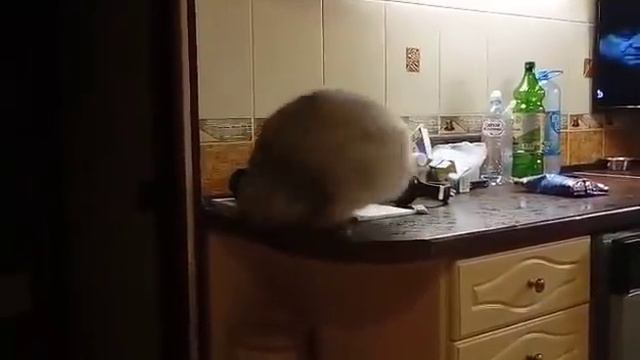 Маня атакует свой хвост смотреть онлайн