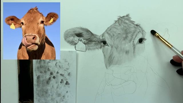 How to Draw a Cow | Step by Step Tutorial смотреть онлайн