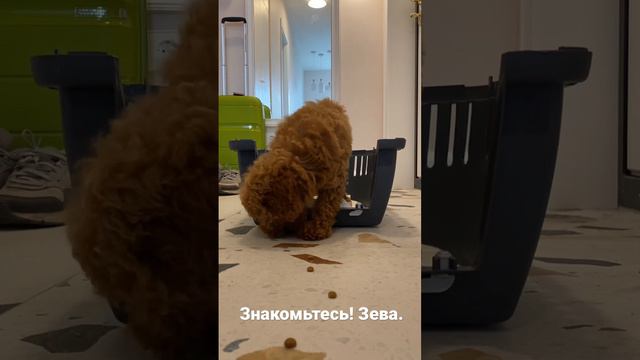 Лабрадудель Зева. Первый день дома! смотреть онлайн