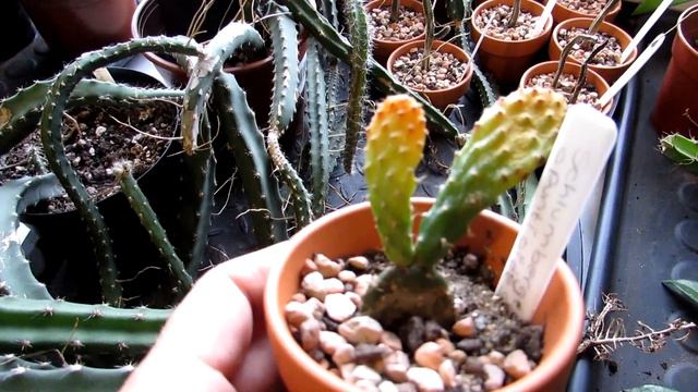 Spider Mite damage on Schlumbergera opuntioides Cactus - What it looks like & How to treat it смотреть онлайн