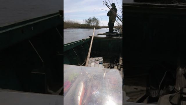 Рыбалка, Астрахань, апрель 2019)) #рыбалка, #рыбалканаспининг, #Жерех, #Fish, #улов . смотреть онлайн